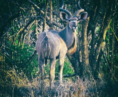 Kudu