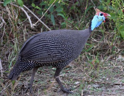 Gorongosa National Park