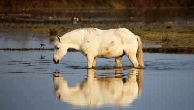 Horse breed camargue