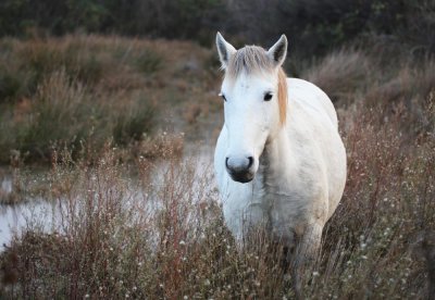 Horse breed camargue