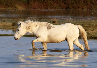 Horse breed camargue