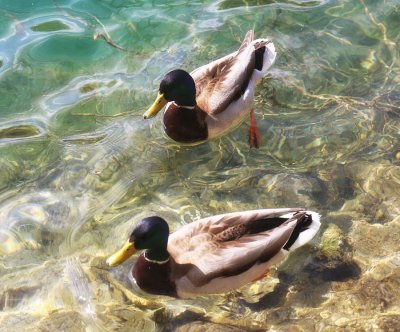 Plitvice (Croatia)