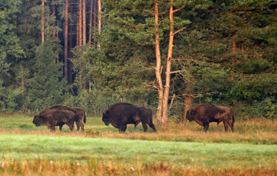 Last European bisons