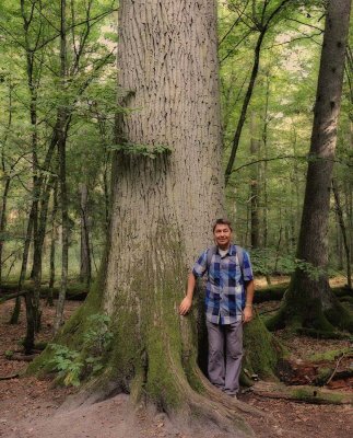 Białowieża Forest