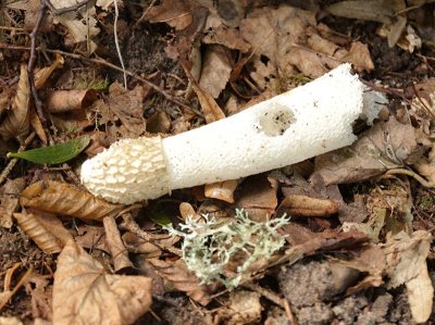 This mushroom emits a terrible smell of corpse to attract flies