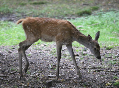 Białowieża Forest