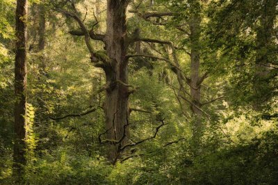 Big tree in Bialowieza