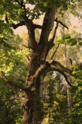 Białowieża Forest old tree