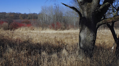 Harbinger of Spring