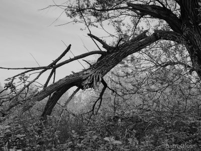 Trees in Shades of Grey