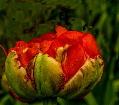 webbudding-redP2020113.gif