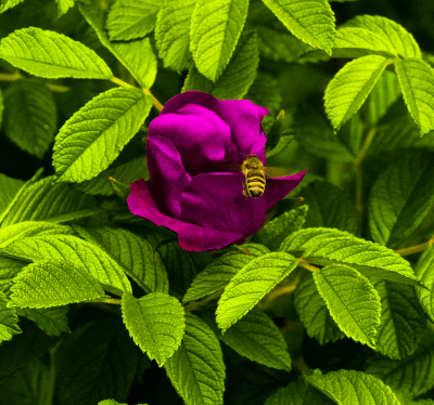 bee-and-flowerP2020535.gif