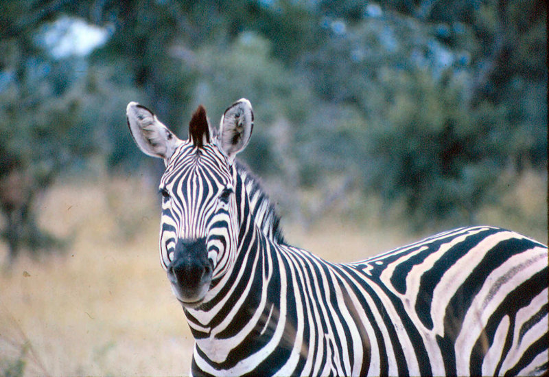 Zebra.