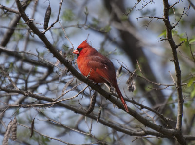 A cardinal