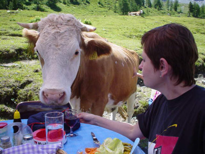 Uninvited lunch guest