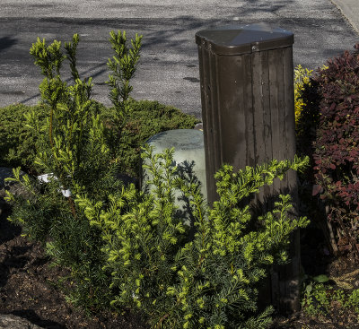 Replacement bushes from Costco