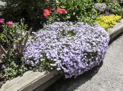 Flowers on the driveway