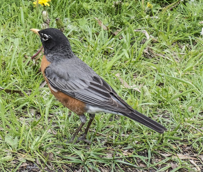 A robin waiting for food