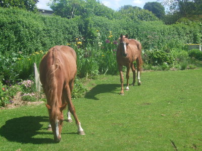 Ann's ponies. (C) Ann Varley