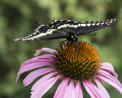 A butterfly fluttered by