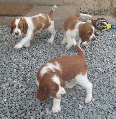 Gwen's puppies walking carefully (c) Ann Varley