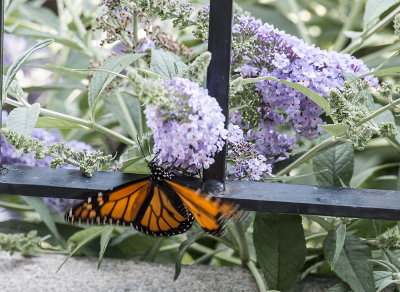 A visit from two Monarchs