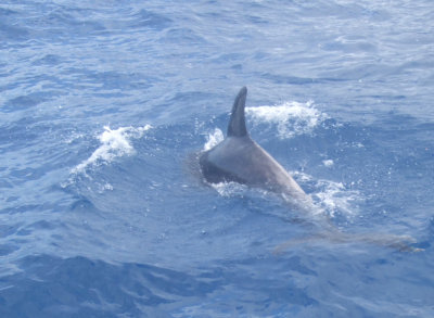 Dophins off Tenerife (c) Ann Varley