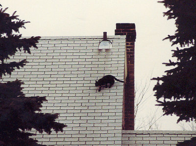 The cat on a hot roof, not a tin one though 