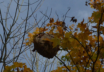 A large hornets nest