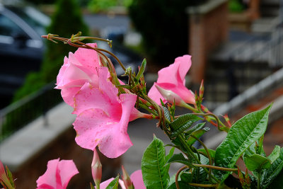 More mandevilla from the front step