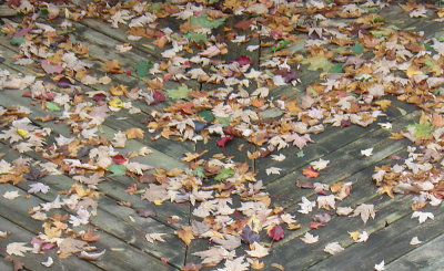 Leaves waiting to be raked