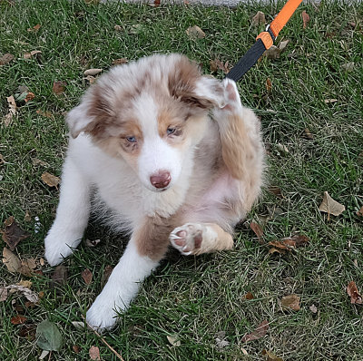 Another shot of Jesse, with an itchy ear