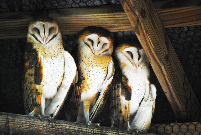 Owls