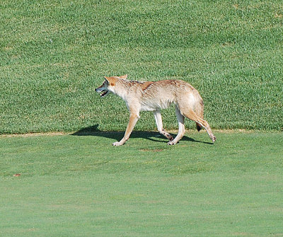 A coyote in the park