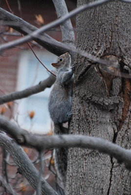 Squirrel in a tree