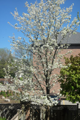 Tree in our back yard