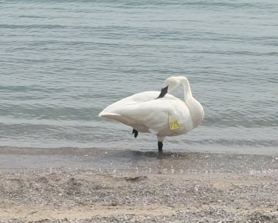 Swan with marker