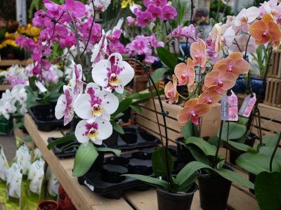Flowers for sale, are they orchids