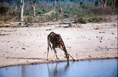 A giraffe drinking at a water hole