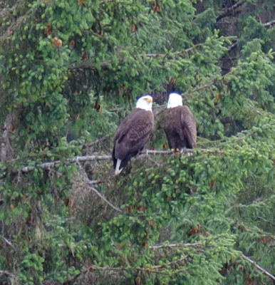 A pair of eagles