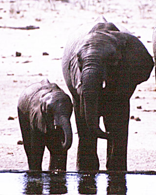  African elephants