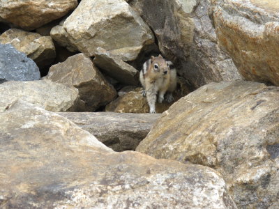 A chipmunk that we didn't feed 