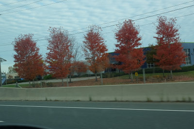 Fall in Oakville where we once lived