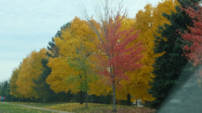 Fall in Oakville where we once lived