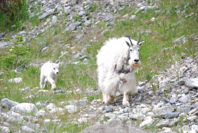 A mountain goat