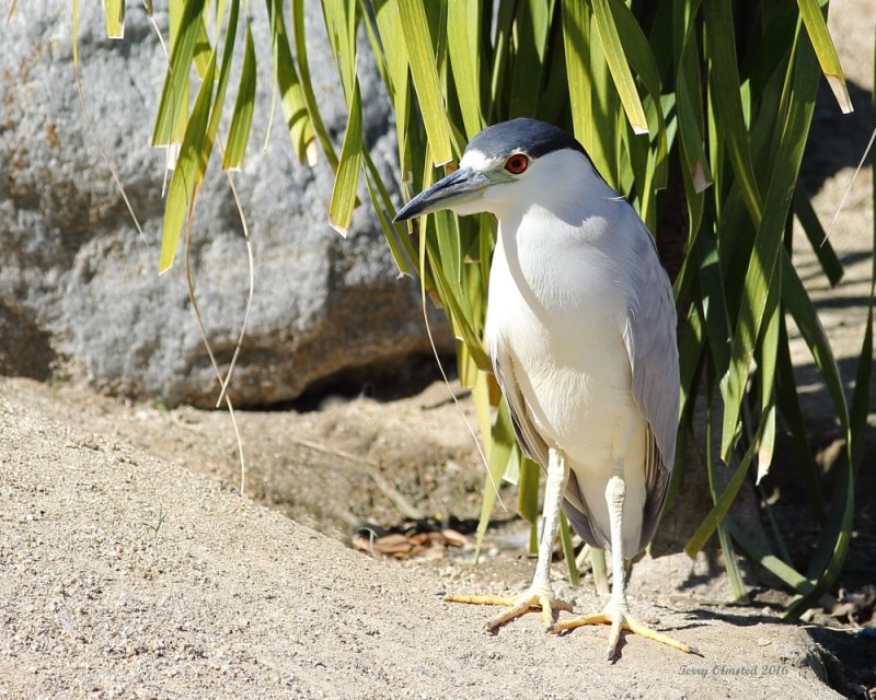 2-13-2017 Common Night Heron Palm Desert City Park