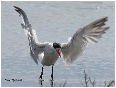 This morning i rode my bike along the shores of our lake. 
It was pleasing to see more birds around!
I spotted this Tern about to take flight.
