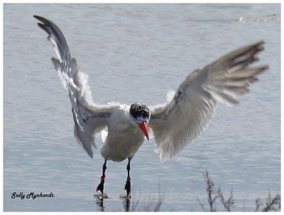 This morning i rode my bike along the shores of our lake.
It was pleasing to see more birds around!
I spotted this Tern about to take flight.