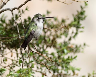 2-8-2017  female Costas Hummingbird