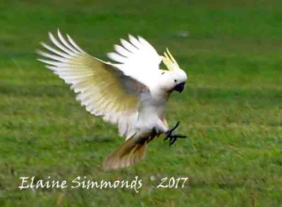 This is a sulphur crested cockatoo.
This one was being particularly noisy
and bossy. The others were ignoring him.
In the twenties the Cockatoo was the name
for the gang member who stood watch to warn of the
arrival of the police.
Cockies can also be the name used for a farmer in Australia.
These birds can live to 100 years old. Our cousin has one that imitates his telephone exactly even to the extent of the correct number of rings before the answering machine takes over. Very realistic.